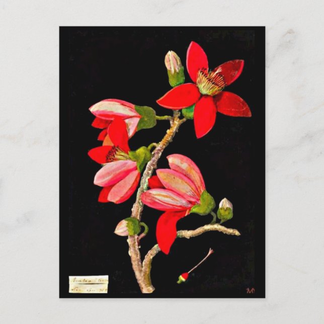 Postcard-Botanical Art-Mary Delany 10 Postcard (Front)