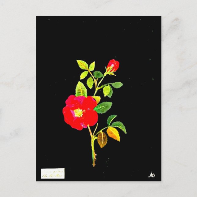 Postcard-Botanical Art-Mary Delany 16 Postcard (Front)
