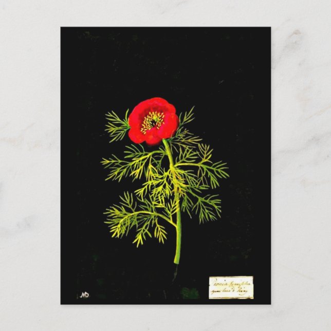 Postcard-Botanical Art-Mary Delany 18 Postcard (Front)