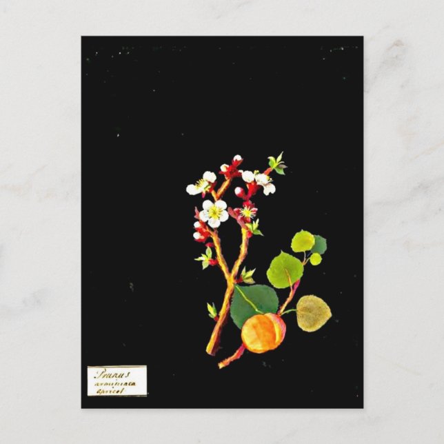 Postcard-Botanical Art-Mary Delany 9 Postcard (Front)