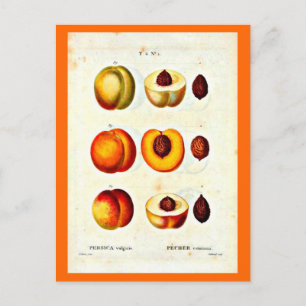 Postcard-Botanicals-Pierre Joseph Redoute 17 Postcard