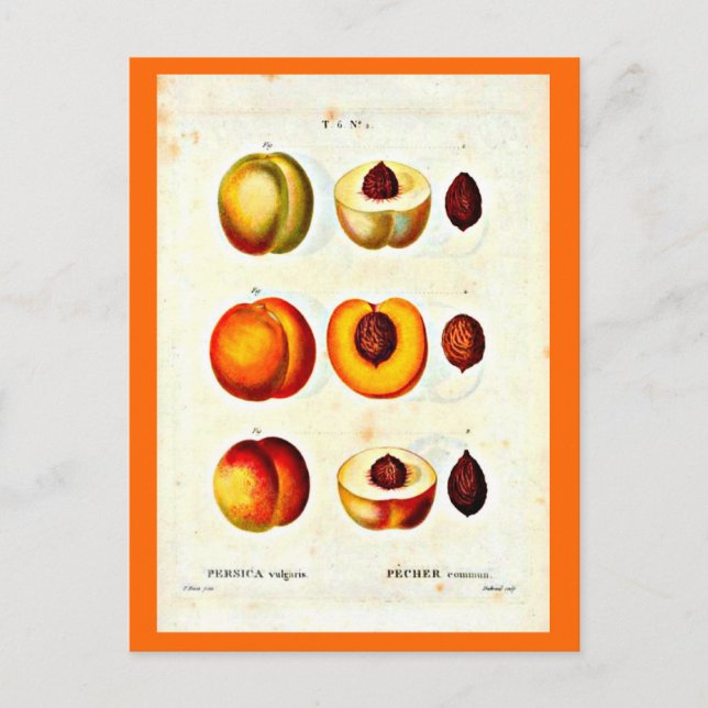 Postcard-Botanicals-Pierre Joseph Redoute 17 Postcard (Front)