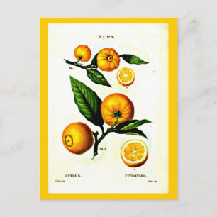 Postcard-Botanicals-Pierre Joseph Redoute 23 Postcard