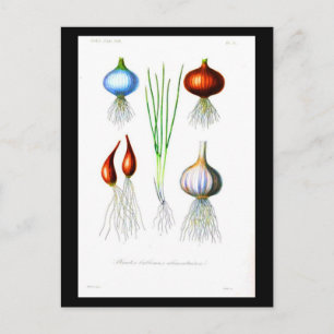Postcard-Botanicals-Root Vegetables 2 Postcard
