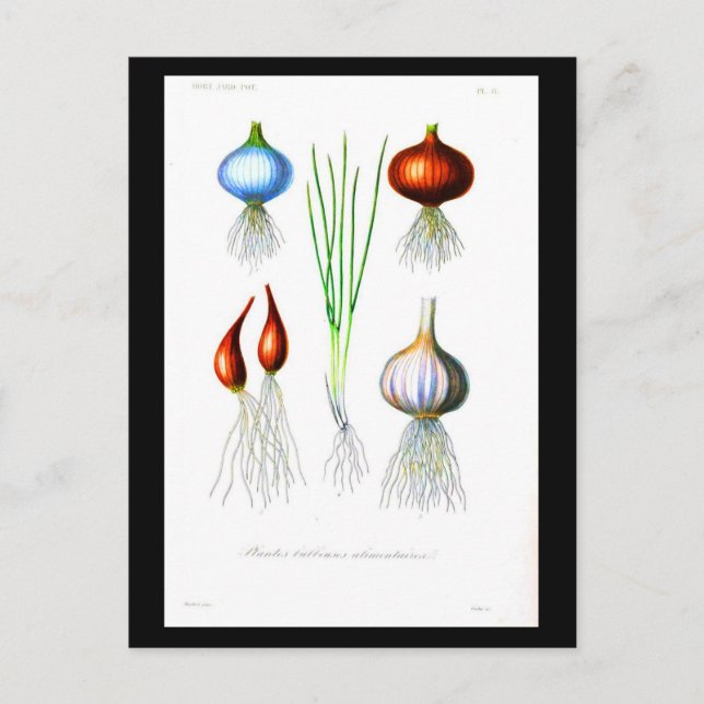 Postcard-Botanicals-Root Vegetables 2 Postcard (Front)