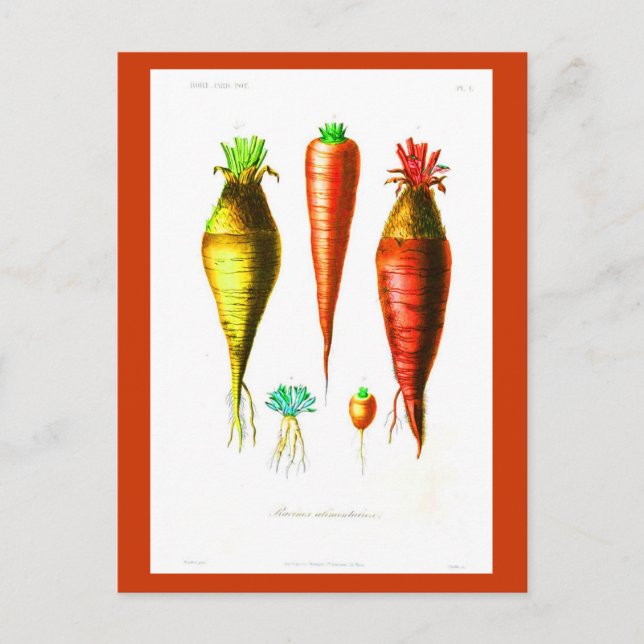Postcard-Botanicals-Root Vegetables Postcard (Front)