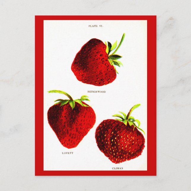 Postcard-Botanicals-Strawberries Postcard (Front)