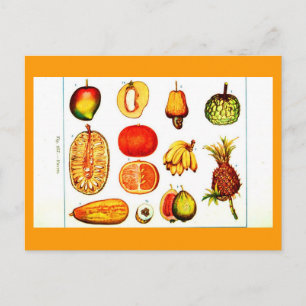 Postcard-Botanicals-Yellow & Orange Fruits Postcard