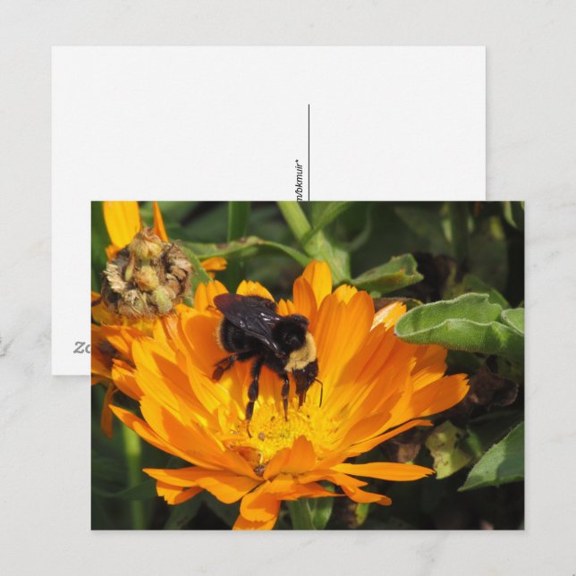 Postcard - Calendula and Bee (Front/Back)