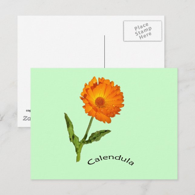 Postcard - Calendula with Label (Front/Back)