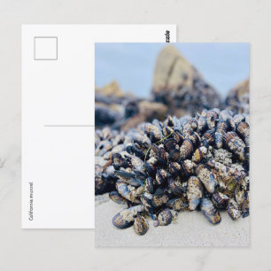 Postcard - California Mussel