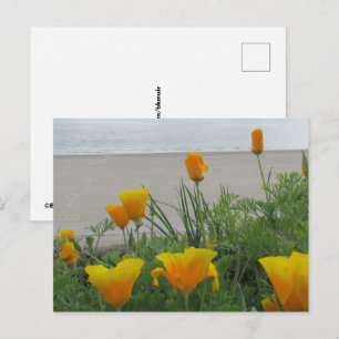 Postcard - California Poppies at the Beach