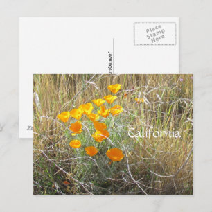 Postcard - California Poppy