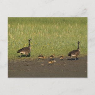 Postcard / Canada Goose Family