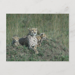 Postcard Cheetah Mom and her three cubs