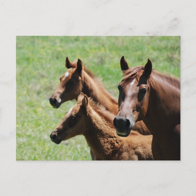 Postcard - Chestnut Mare & Foals (Front)