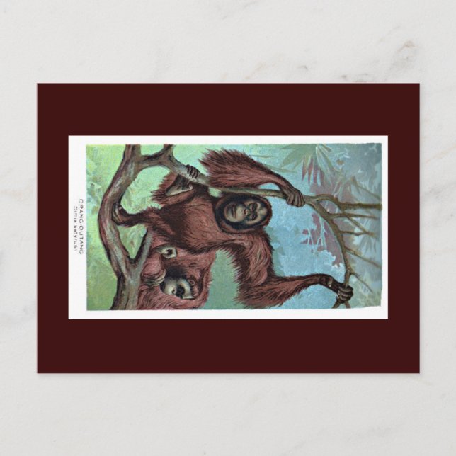 Postcard - Chimpanzee (Front)