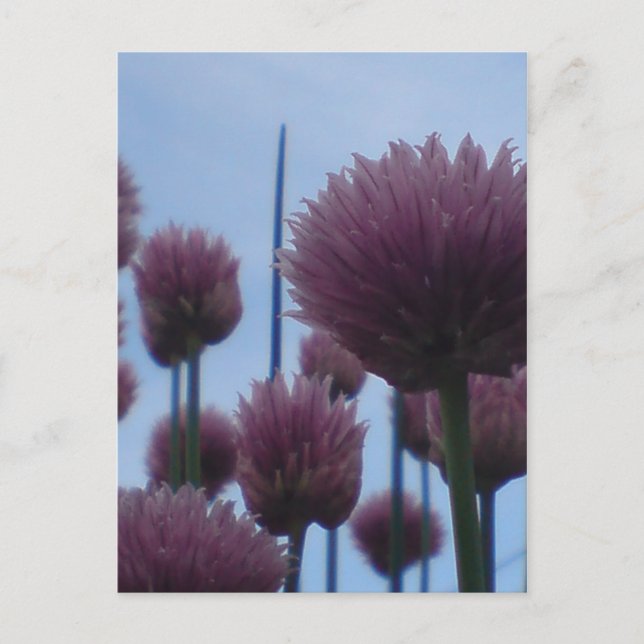 Postcard - Chives    Image 1 (Front)