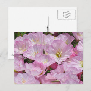 Postcard - Close-up of Primrose