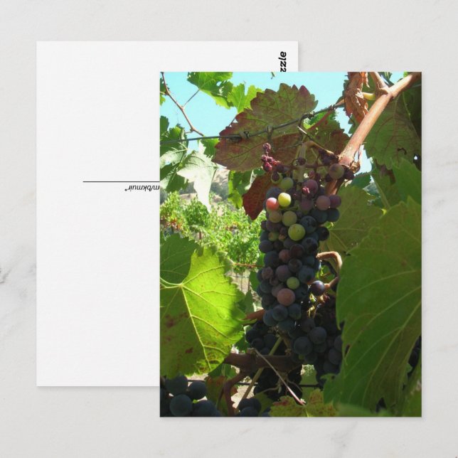 Postcard - Cluster of Grapes on Vine (Front/Back)