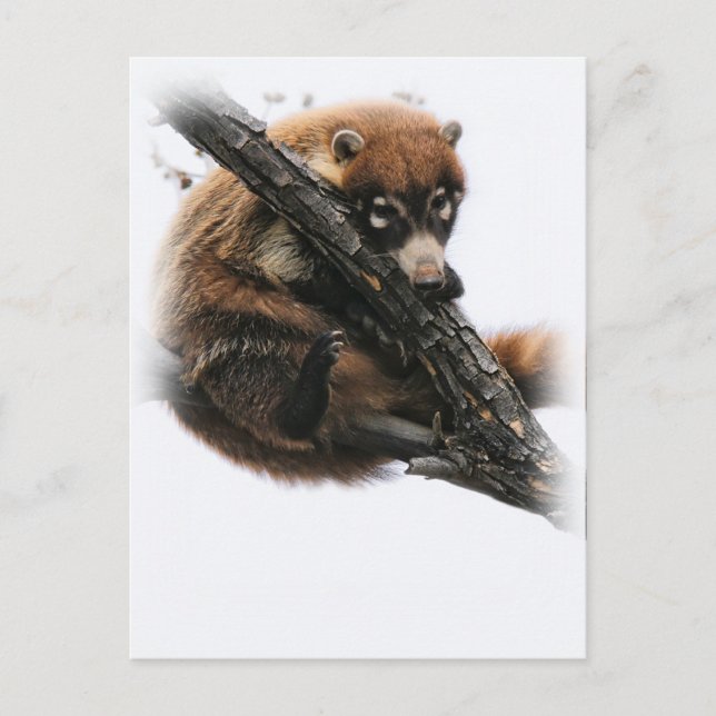 Postcard: Coatimundi #5 (Portrait) Postcard (Front)