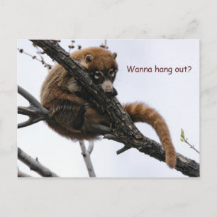 Postcard: Coatimundi #5 Postcard