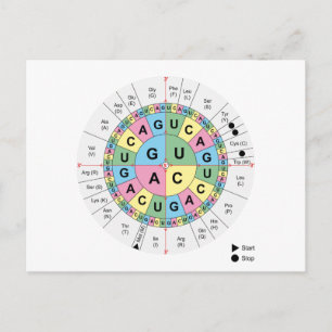 Postcard Codons Amino Acids Chart Genetic Code DNA