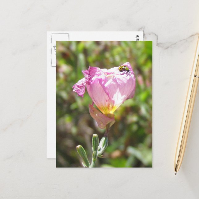 Postcard - Cucumber Beetle (Front/Back In Situ)