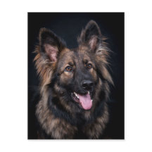 Postcard cute German Shepherd Dog Alsatian