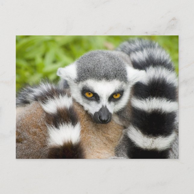 Postcard - Cute Lemur Stripey Tail (Front)