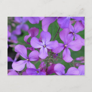 Postcard: Dames Rocket (Hesperis matronalis) Postcard