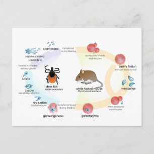 Postcard Diagram Babesia microti life cycle