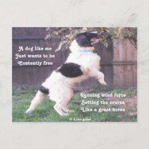 Postcard Dog Horse Poem By Ladee Basset