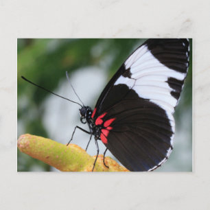 Postcard/Doris Longwing Butterfly Postcard