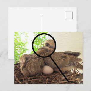 Postcard - Dove Fledglings in Nest