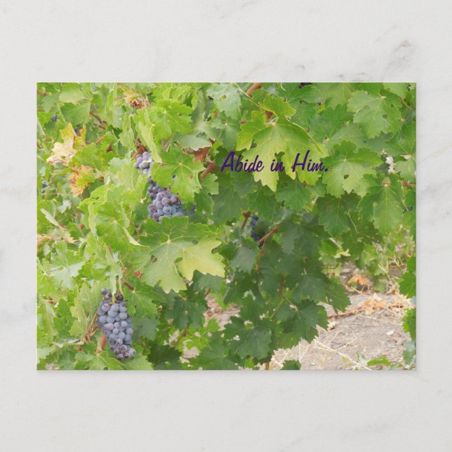 Postcard: Dry Farmed Grapes on the Vine, John 15 Postcard (Front)