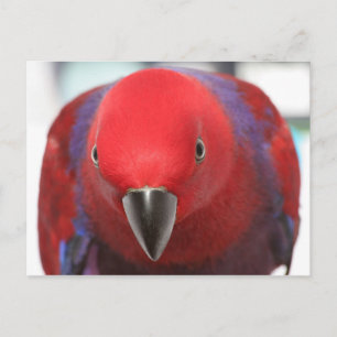 Postcard Eclectus parrot red female pet