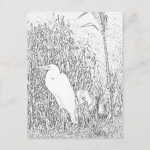 Postcard - Egret in Grass to Colour