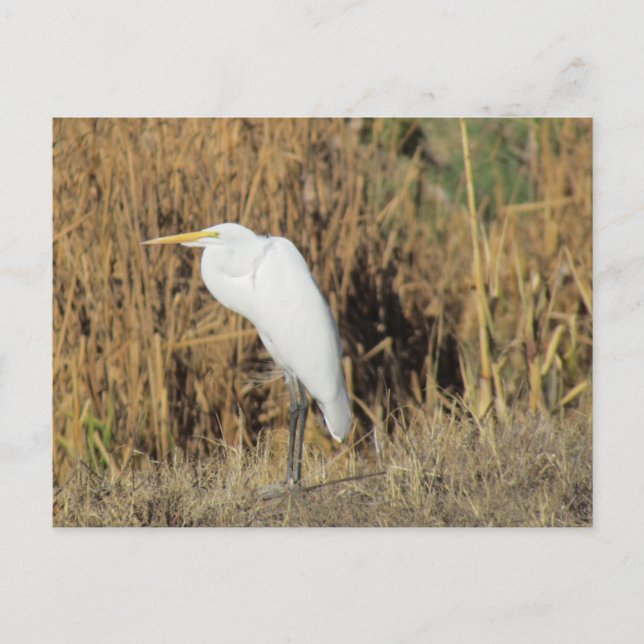 Postcard - Egret in the Grass (Front)