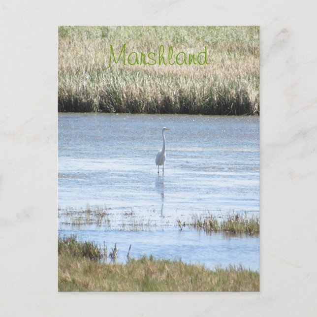 Postcard - Egret standing proud (Front)