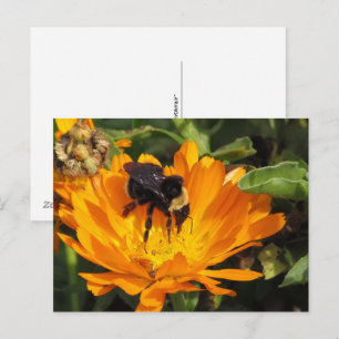 postcard - Feeding in Calendula