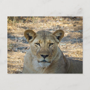 Postcard - Female African Lion in Zambia