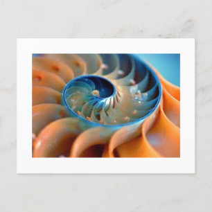 Postcard - Fibonacci Shells