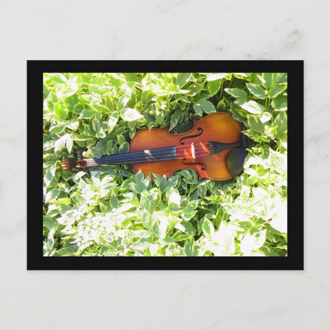 Postcard Fiddle and Ivy Violin post card (Front)