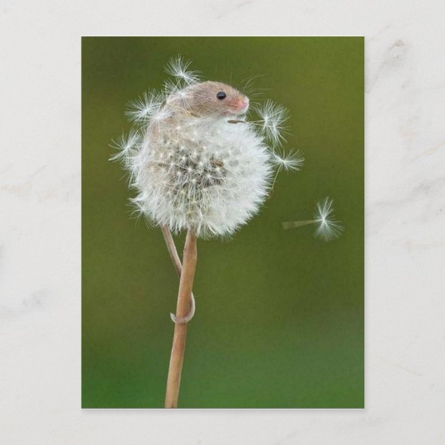 Postcard - Field Mouse & Dandelion (Front)
