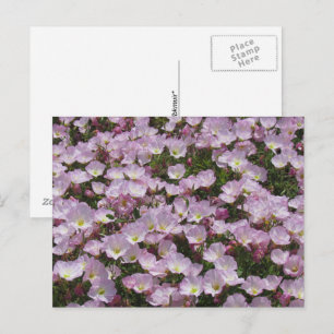 Postcard - Field of Pink Flowers