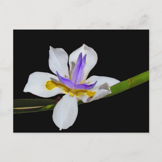 Postcard - Fortnight Lily (Front)