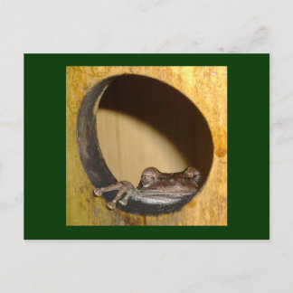 Postcard, Frog House Postcard