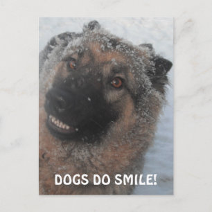Postcard German Shepherd In The Snow Smiling