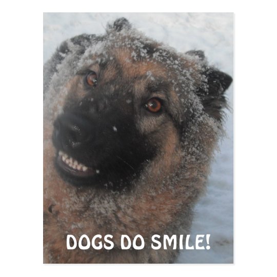 Postcard German Shepherd In The Snow Smiling